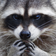 Illustration for article titled Heres a Raccoon Reading the Paper to Save Print Media